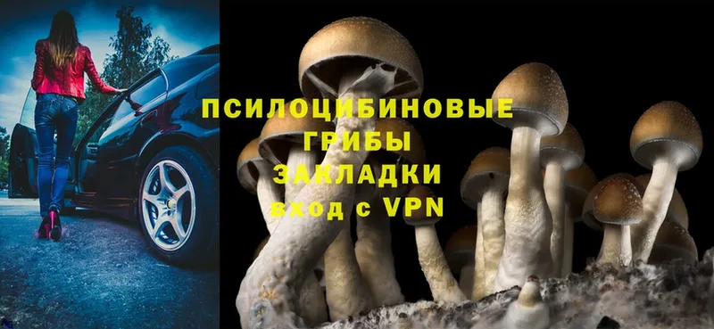 наркошоп  Завитинск  Псилоцибиновые грибы Psilocybine cubensis 